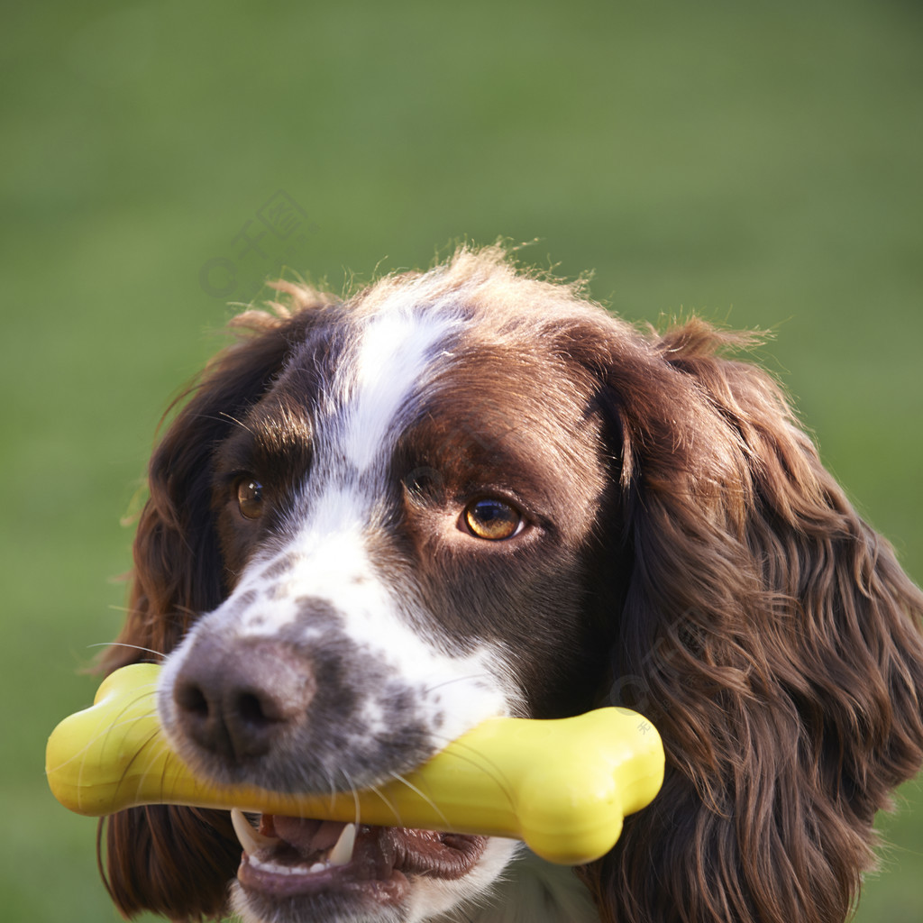 Socius bonus foris ludere cum cane tuo.