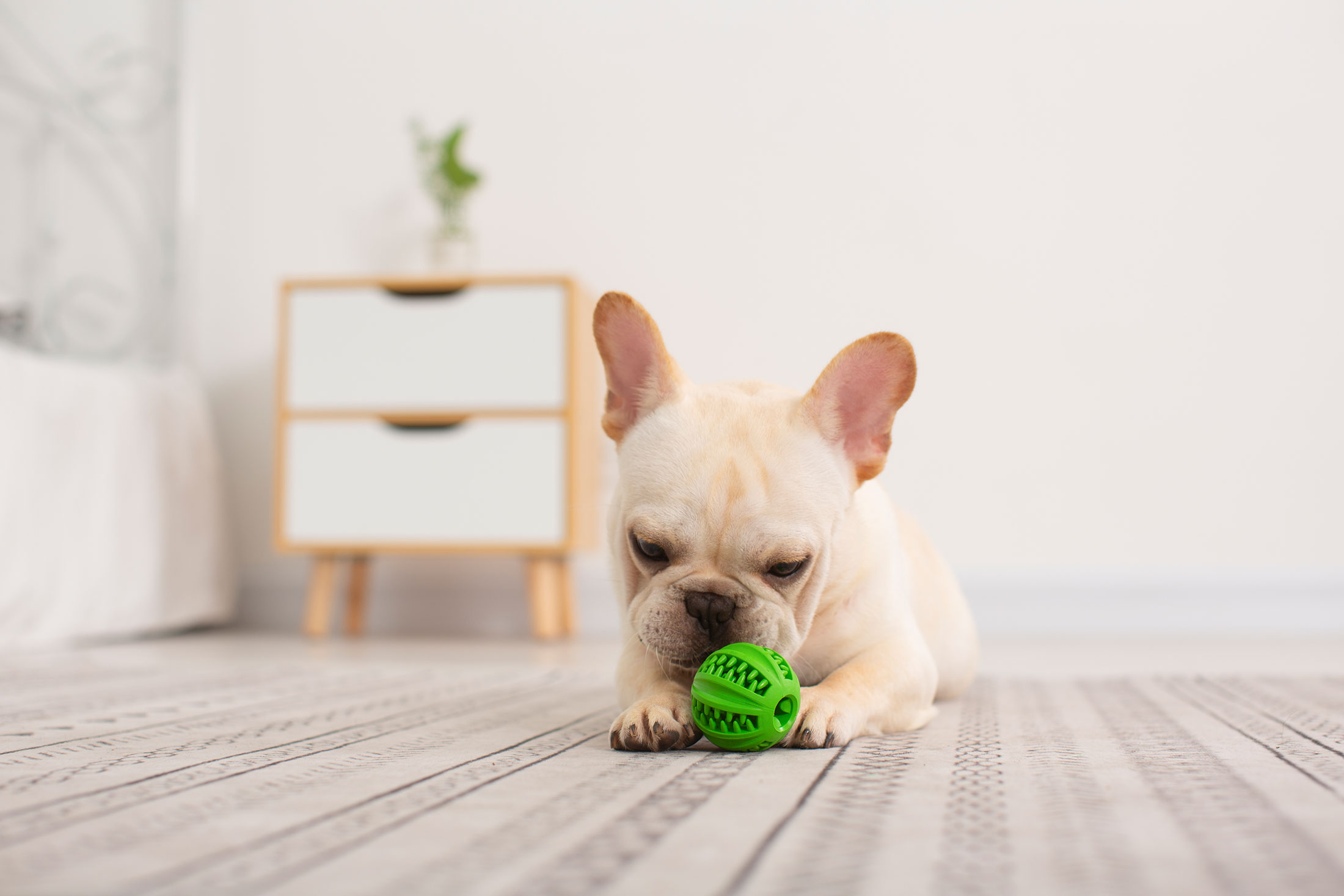 Create a rubber nugas playland ad pets