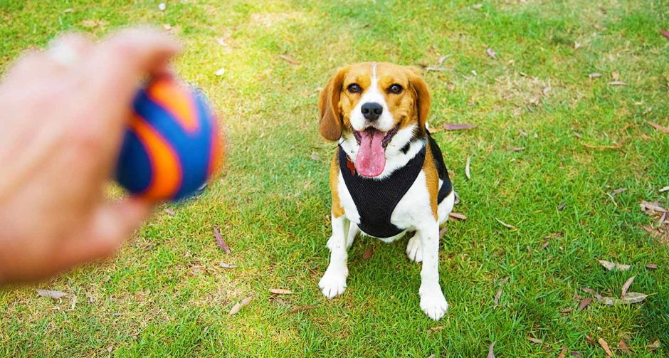 Faciens Suspendisse Felix: varia Odyssea de pet toy productionem
