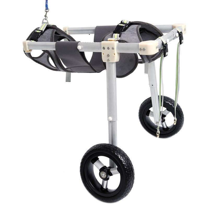 Wheelchair enim Disabled Suspendisse: Providemus magis cura et subsidium pro pets